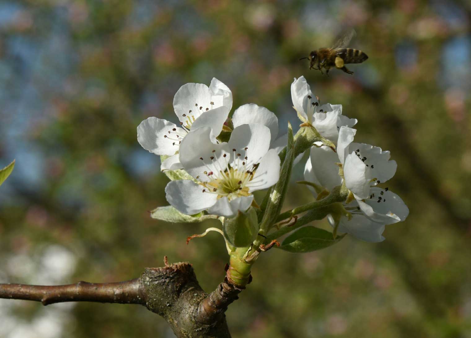 Kesselbrand - Natur